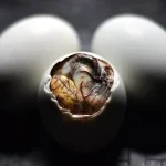Balut the Philippines Unique Street Food