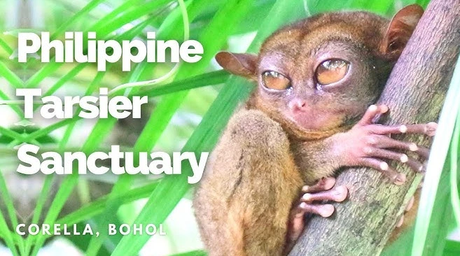 13 Days Cebu, Bohol, Coron, El Nido and Manila 9 Tarsiers at the Sanctuary