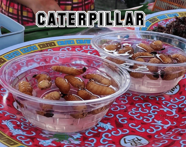 Weird Snacks In Thailand 4 caterpillar