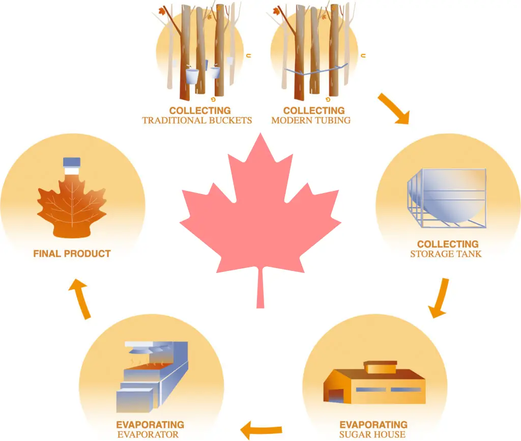 maple syrup steps