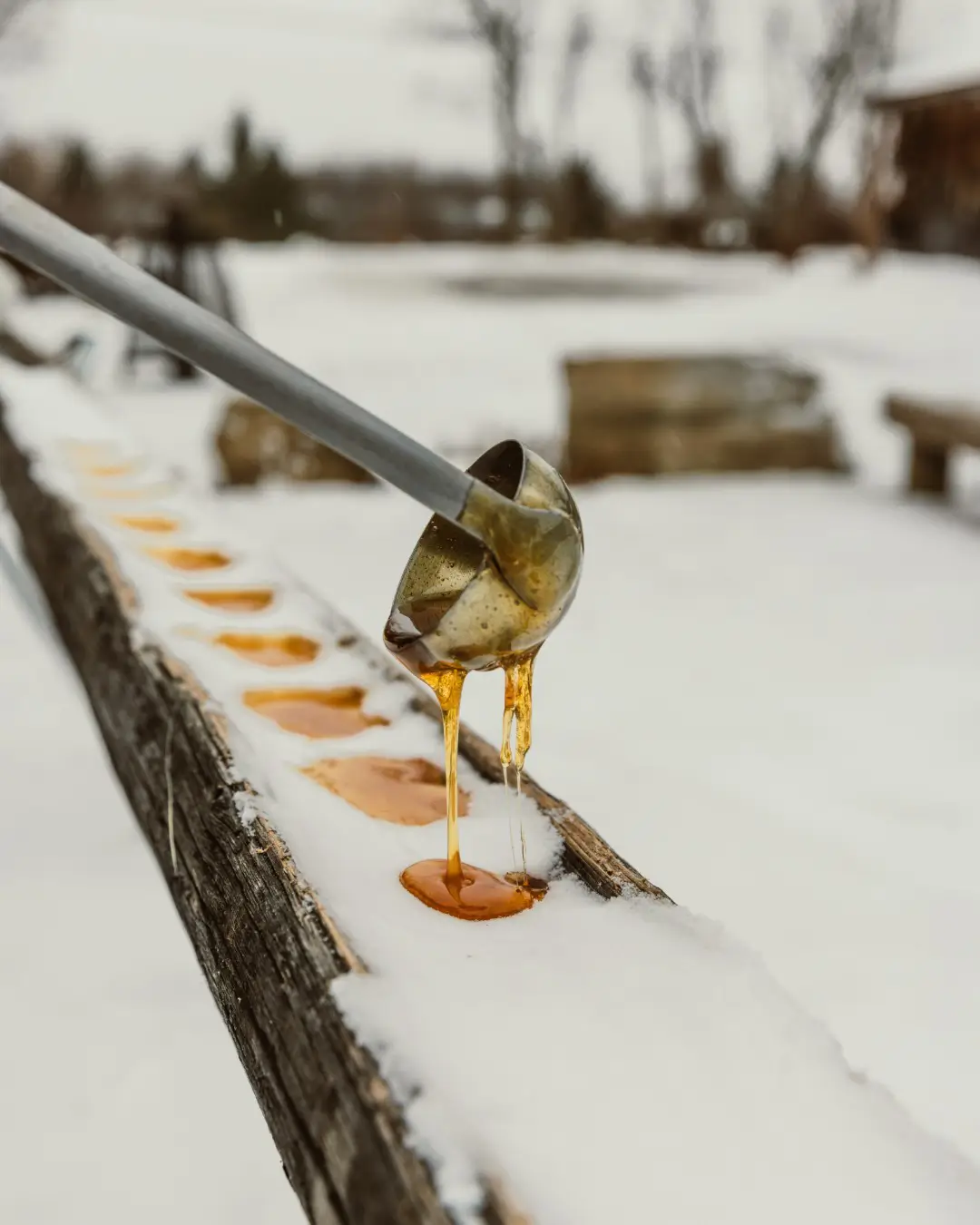 maple syrup